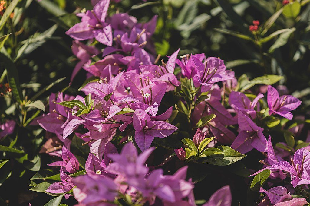 7 Plants That Bloom YearRound in Central Florida